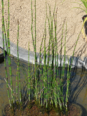 plante de bassin filtrante